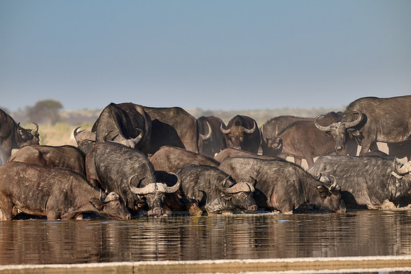 herd of African buffalos at waterhole
