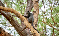 Blue monkey