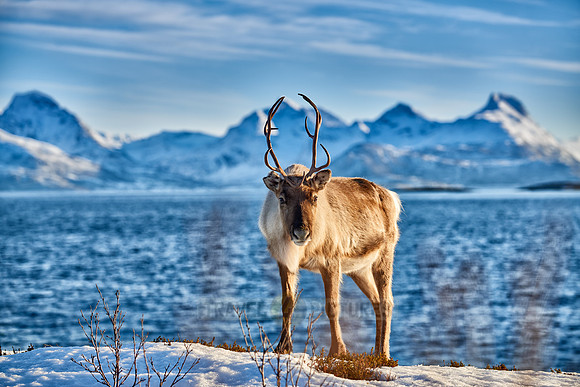 Reindeer at sea