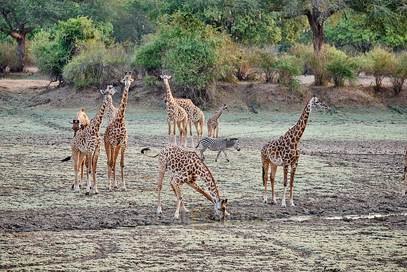 Thornicroft's giraffe (Giraffa camelopardalis thornicrofti)