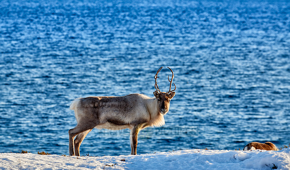 Reindeer at sea