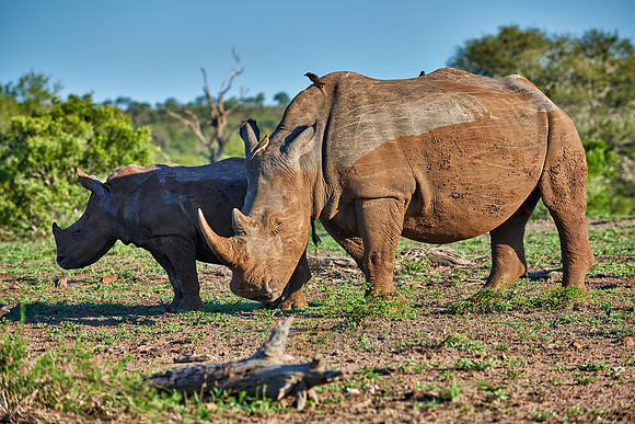 Southern white rhinoceros with young