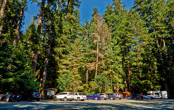 Cathedral Grove in MacMillan Park