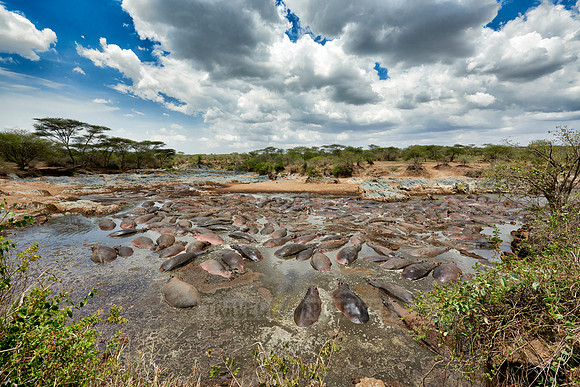 huge amount of Hippos in Hippo-Pool, Serengeti