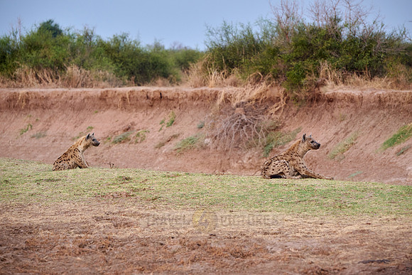 spotted hyena (Crocuta crocuta)