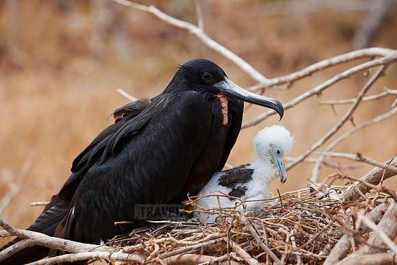 Frigatebird with chick, Fregatidae, Fregata