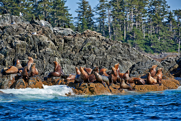 colony of Steller sea lion