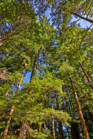 Cathedral Grove in MacMillan Park