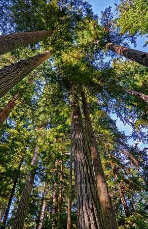 Cathedral Grove in MacMillan Park
