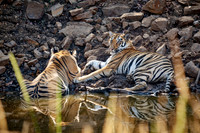 two Bengal tiger cubs (Panthera tigris tigris)