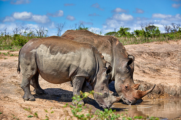 two Southern white rhinoceros