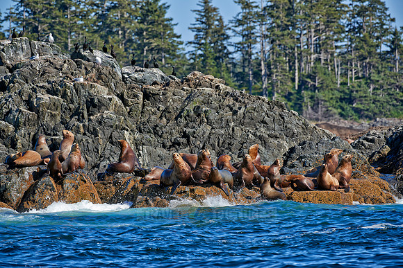 colony of Steller sea lion