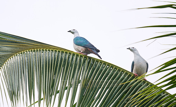 spice imperial pigeon (Ducula myristicivora)