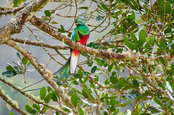brightly colorful male Resplendent quetzal on a wild avocado tree