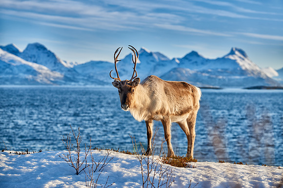 Reindeer at sea
