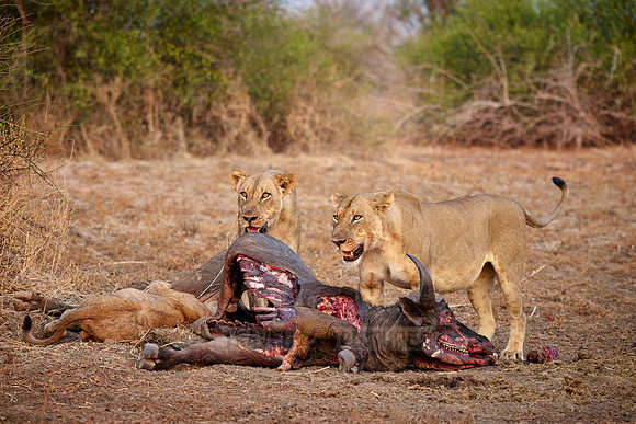 pride of lioness (Panthera leo) at buffalo kill