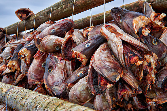 thousands of fishheads of Atlantic cod hanging to dry