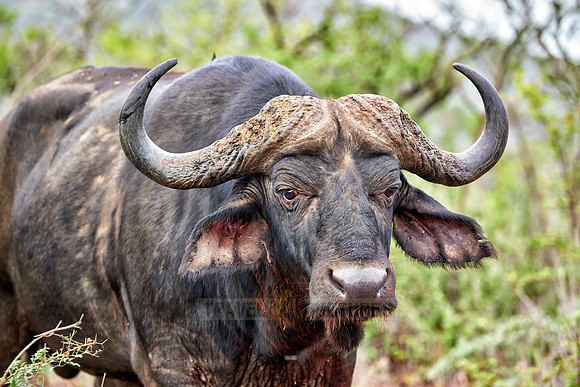 African buffalo