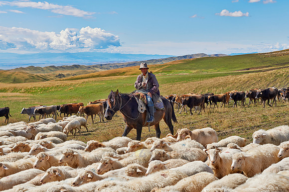 sheep herd in treeless landscape