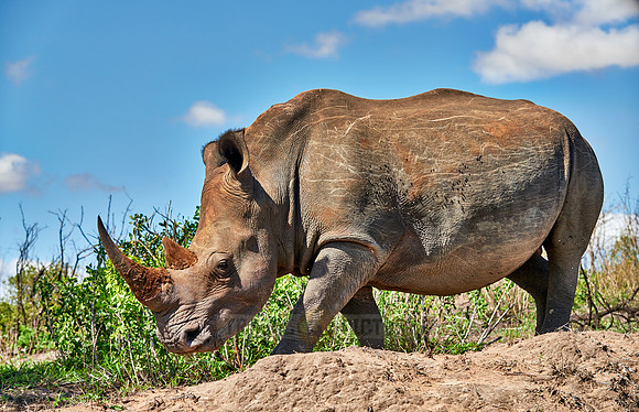 Southern white rhinoceros