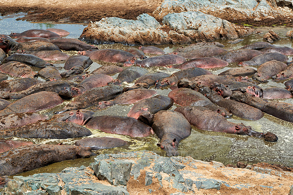 huge amount of Hippos in Hippo-Pool, Serengeti