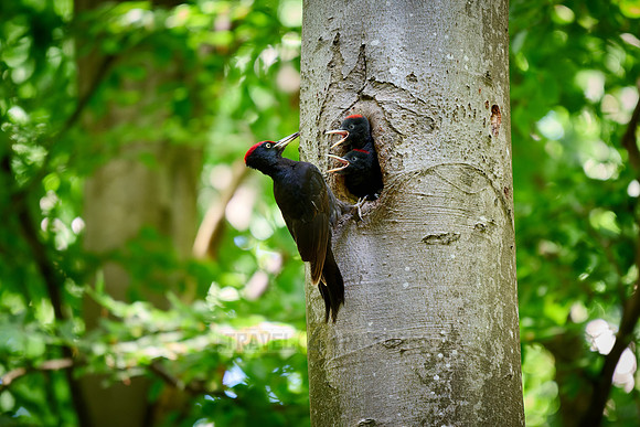 black woodpecker feeds two fledglings at tree hollow