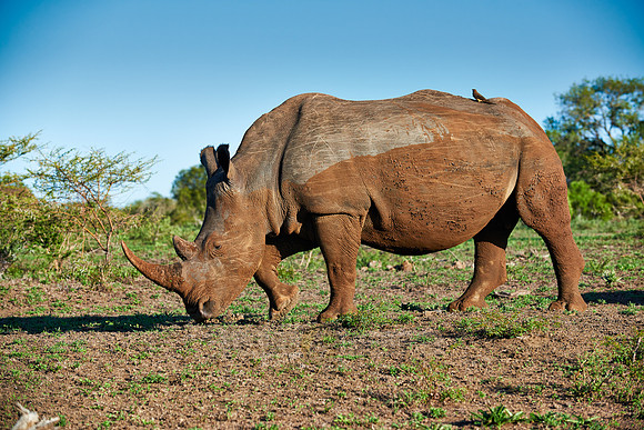 Southern white rhinoceros