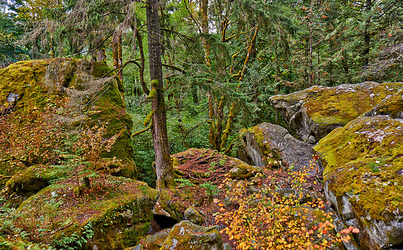 Great Bear Rainforest