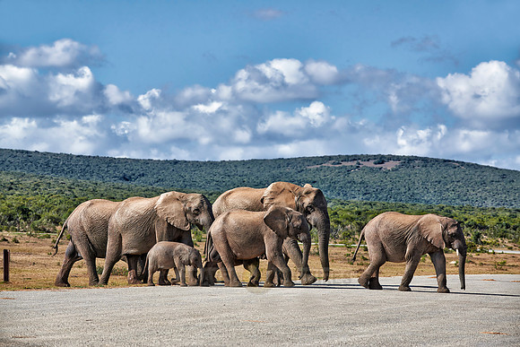 herd of African bush elephant