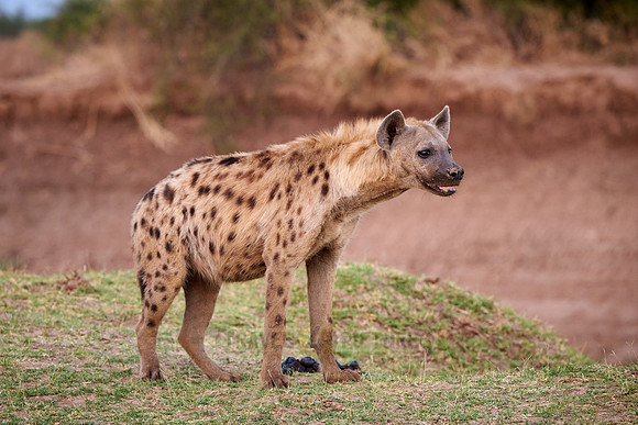 spotted hyena (Crocuta crocuta)
