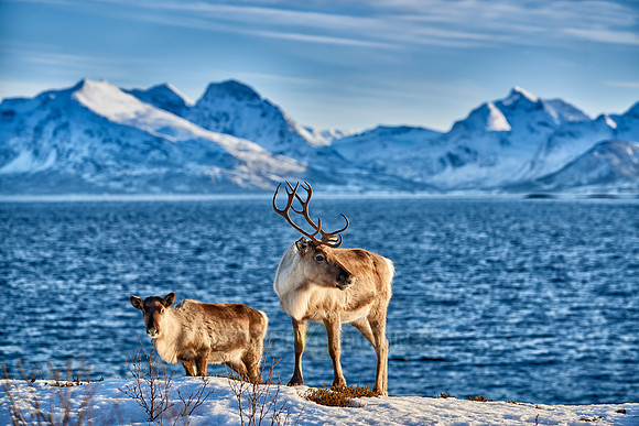 Reindeer at sea