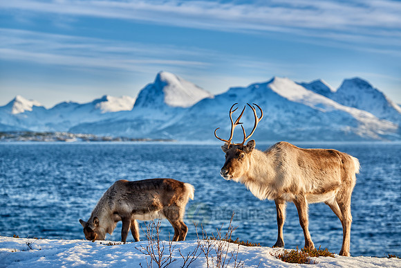 Reindeer at sea