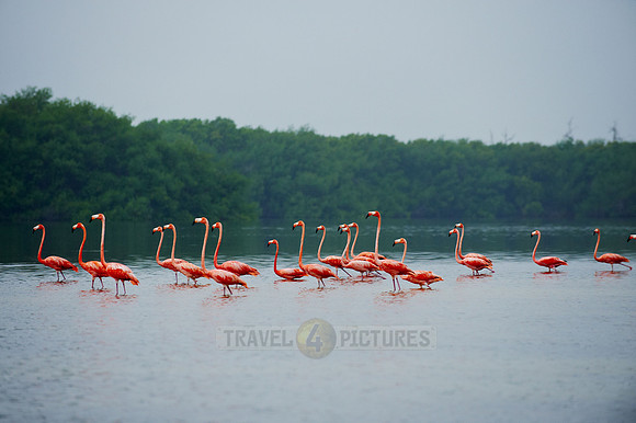 American Flamingo, Phoenicopterus ruber