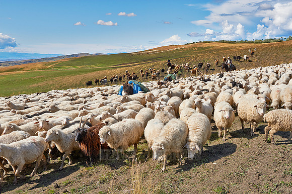 sheep herd in treeless landscape