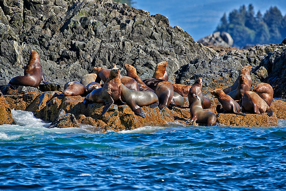 colony of Steller sea lion