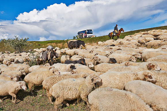 sheep herd in treeless landscape