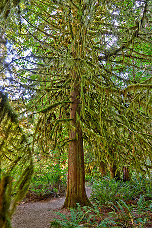 Cathedral Grove in MacMillan Park