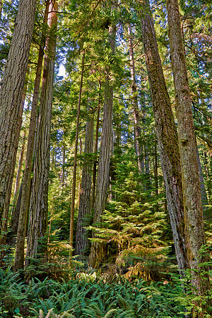 Cathedral Grove in MacMillan Park