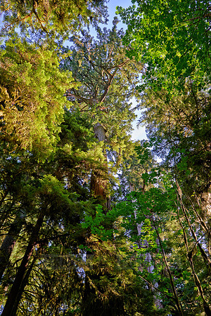 Cathedral Grove in MacMillan Park