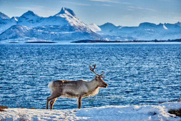 Reindeer at sea