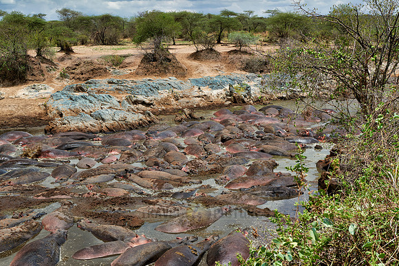 huge amount of Hippos in Hippo-Pool, Serengeti