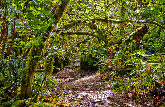 Great Bear Rainforest