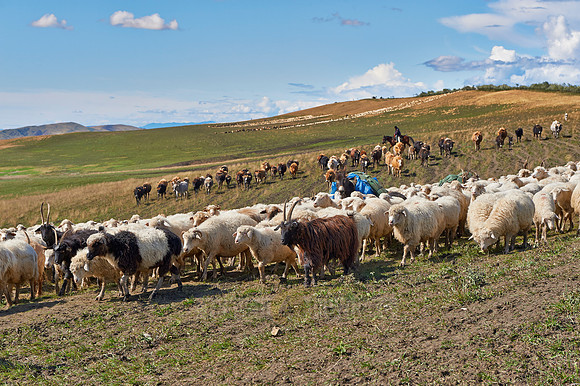 sheep herd in treeless landscape