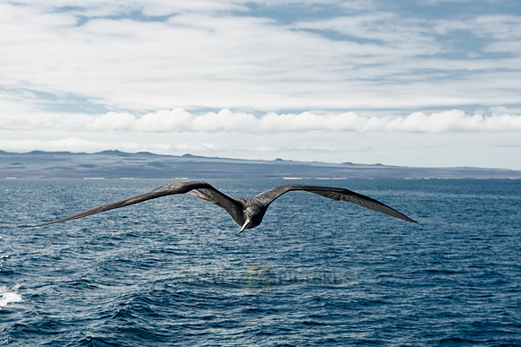 flying Frigatebird