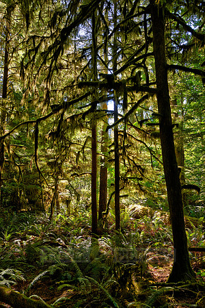 Cathedral Grove in MacMillan Park