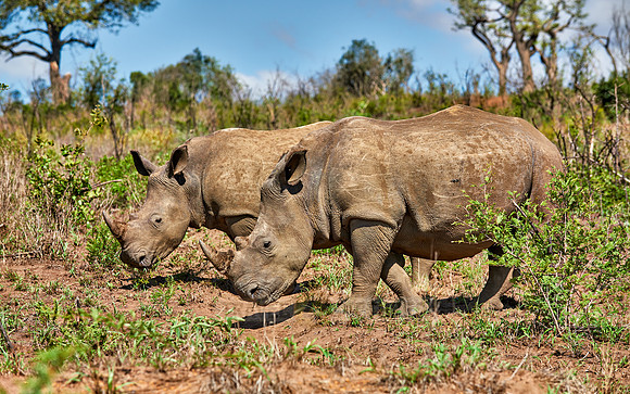 two Southern white rhinoceros