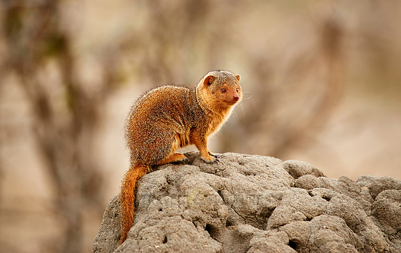 Common dwarf mongoose