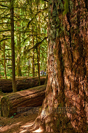 Cathedral Grove in MacMillan Park