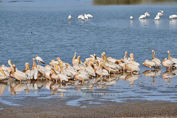 great white pelican (Pelecanus onocrotalus)