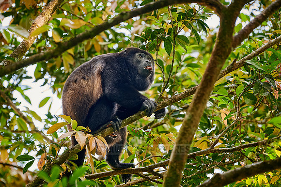 mantled howler (Alouatta palliata)